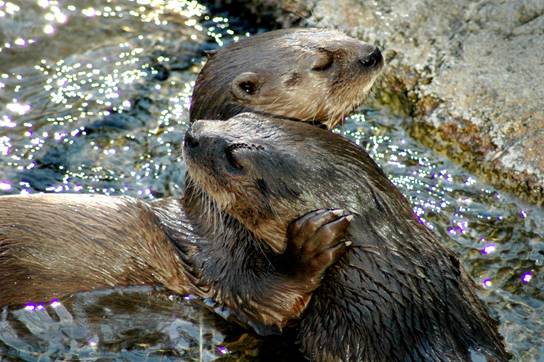 Image result for otters playing