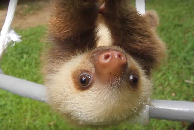 Image result for baby sloth