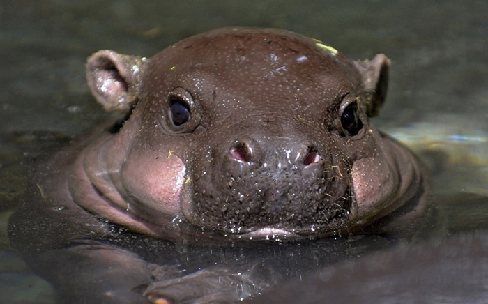 Image result for cute baby hippo