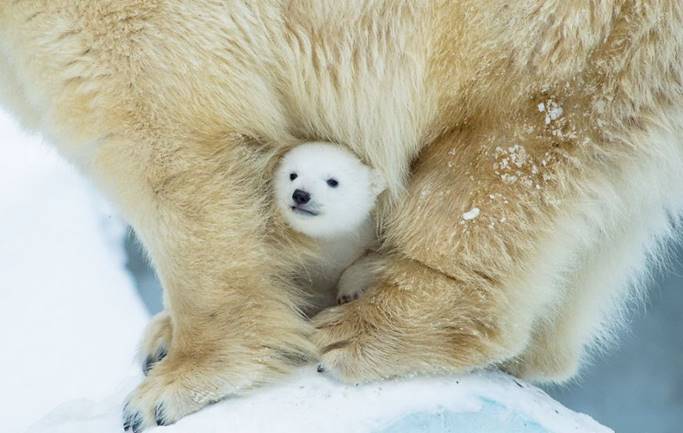 Image result for cute baby polar bear