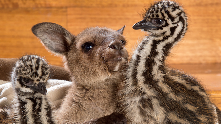 Image result for baby emu