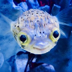 Image result for tropical fish images