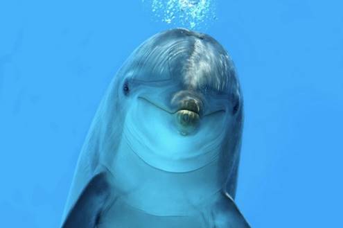 Image result for cute sea animals