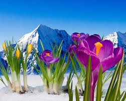 Image result for snow flower images