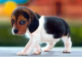 Image result for cute animal pictures