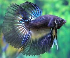 Image result for cute fish pictures