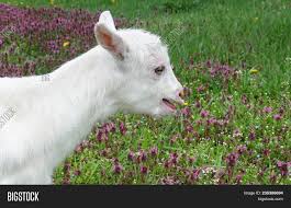 Image result for cute baby goats