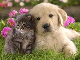 Image result for cute baby spring animals