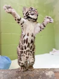 Image result for clouded leopard cub
