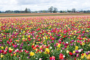 Image result for tulip festival dates