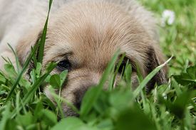Image result for cute puppies in spring