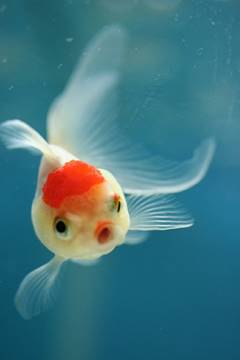 Image result for cute underwater fish