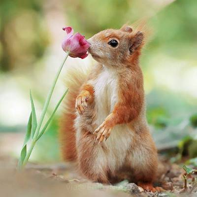 Image result for cute spring animals