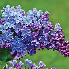 Image result for lilac color