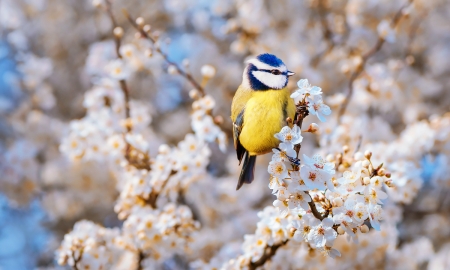 Image result for cute spring bird