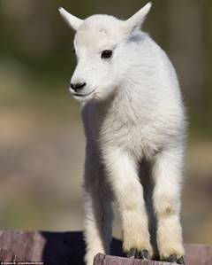 Image result for baby mountain goat