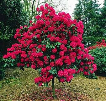 Image result for rhododendron