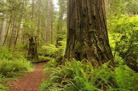 Image result for redwood national park