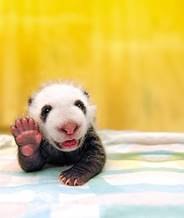 Image result for cute animal photo