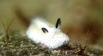 Image result for cute nudibranch photo