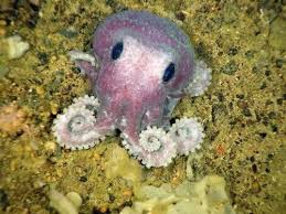 Image result for cute octopus picture