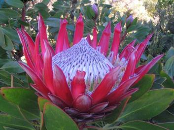 Image result for tropical flowering plants