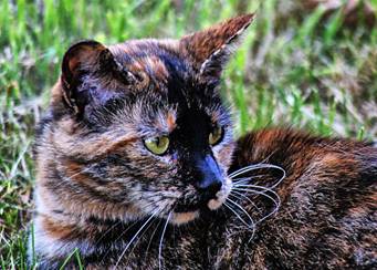 Image result for tortie cat