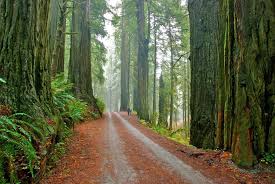 Image result for redwood national park