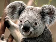 Image result for cute koala