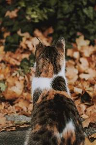 Image result for cats in autumn