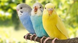 Image result for rare birds of the amazon