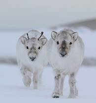 Image result for cute baby animals winter
