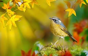 Image result for robin bird autumn