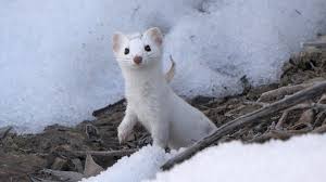 Image result for cute winter animals