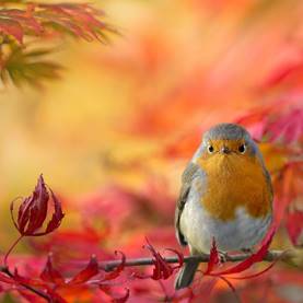 Image result for robin bird autumn