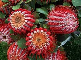 Image result for australian wild flowers images"