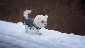 Image result for dogs on snow
