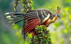 Image result for rare birds of the amazon