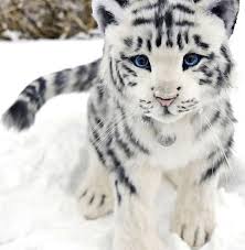 Image result for super cute rare animals