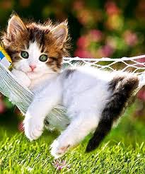 Image result for funny kitten pictures