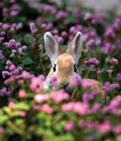 Image result for cute animal eating clover