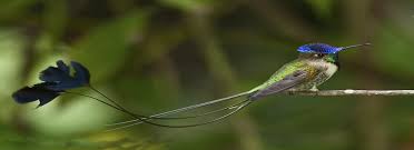 Image result for rare birds of the amazon
