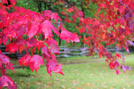 Fall Foliage Color Begins in the NC Mountains | Asheville NC Mountain  Travel Tips