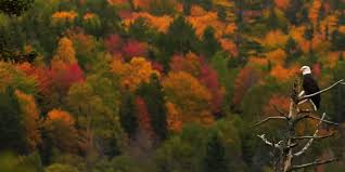 Celtic Colours International Festival – 9-17 October 2020, Cape Breton  Island